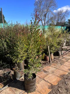 Eugenia/ Australian Cherry trees