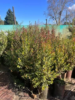 Eugenia/ Australian Cherry trees