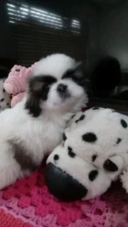 Pekingese puppies