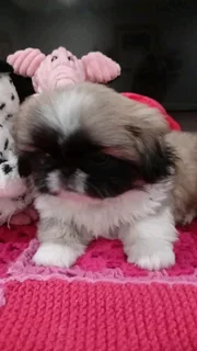 Pekingese puppies