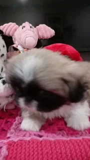 Pekingese puppies