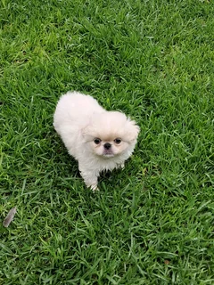 White Pekingese female