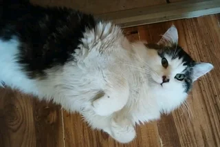 Kittens ( both male siblings together)