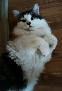 Kittens ( both male siblings together)