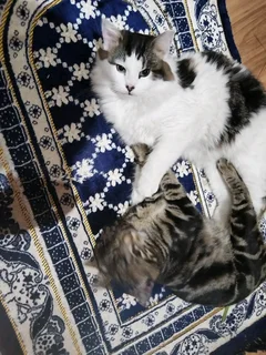 Kittens ( both male siblings together)