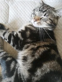 Kittens ( both male siblings together)