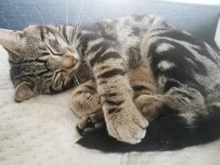 Kittens ( both male siblings together)