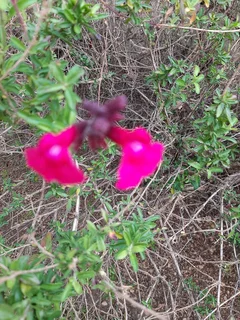 2 bed 2 bath Morningside Sandton