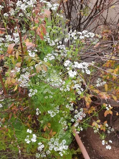 2 bed 2 bath Morningside Sandton