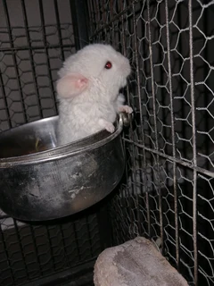 Baby male chinchillas