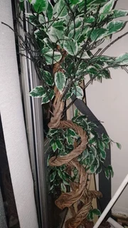 Artificial plant, large ficus benjamina, 180 cm, artificial plant, decorative plastic plant, artific