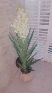 Artificial Yucca trees
