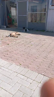 Wyngaard Construction and Maintenance