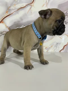 French bulldog puppies