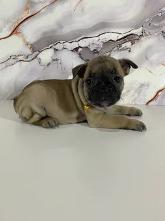 French bulldog puppies