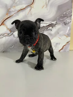 French bulldog puppies