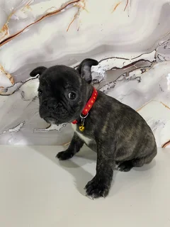 French bulldog puppies