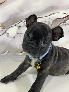 French bulldog puppies