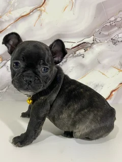 French bulldog puppies