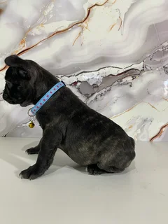 French bulldog puppies
