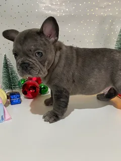 French bulldog puppies