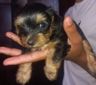 Yorkie puppies