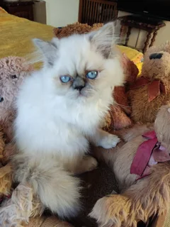 BEAUTIFUL BLUE CREAM COLOURPOINT PERSIAN KITTEN