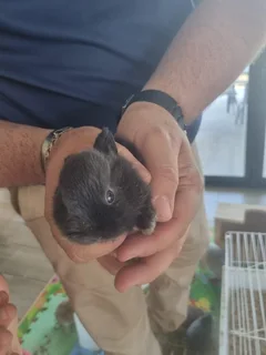 Pet baby Bunnies