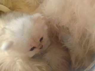 Persian kittens for sale,Chinchilla breed