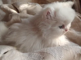 Persian kittens for sale,Chinchilla breed