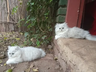 Persian kittens for sale,Chinchilla breed