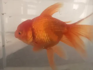 Oranda goldfish