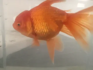 Oranda goldfish