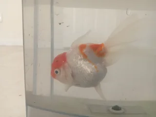 Oranda goldfish