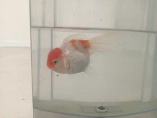 Oranda goldfish