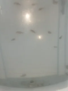 Oranda gold fish fry and babies