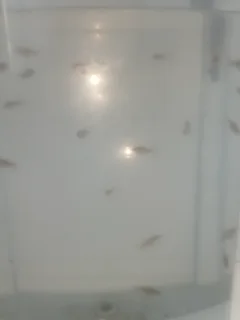 Oranda gold fish fry and babies