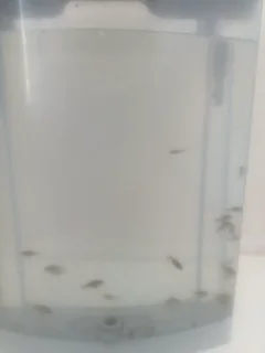 Oranda gold fish fry and babies