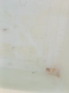 Oranda gold fish fry and babies