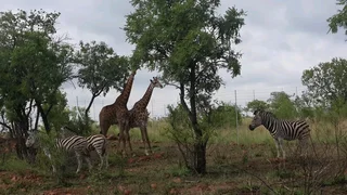 Property for sale in