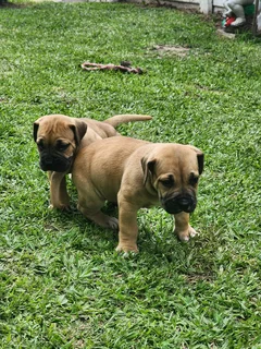 Thorough breed pups for sale