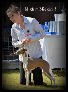 Italian greyhound puppy