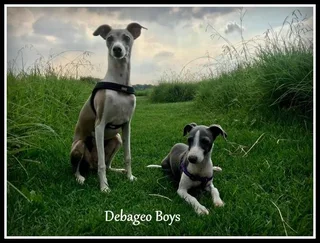Italian greyhound puppy