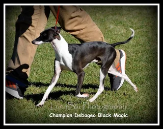 Italian greyhound puppy