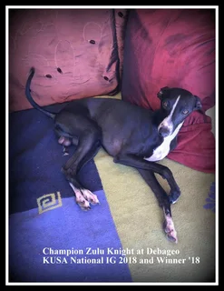 Italian greyhound puppy