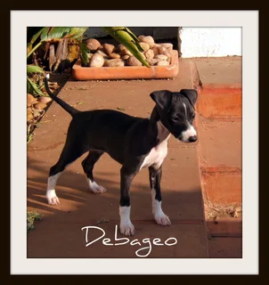 Italian greyhound puppy