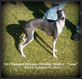 Italian greyhound puppy