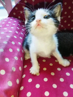 Beautiful Tuxedo Kittens For Sale