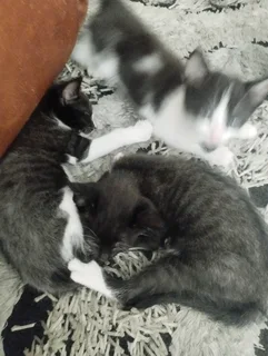 Beautiful Tuxedo Kittens For Sale