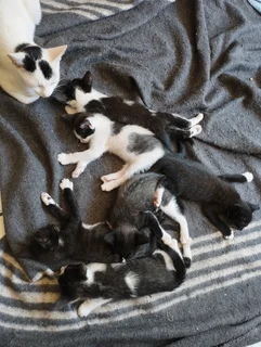 Beautiful black and white kittens for Sale